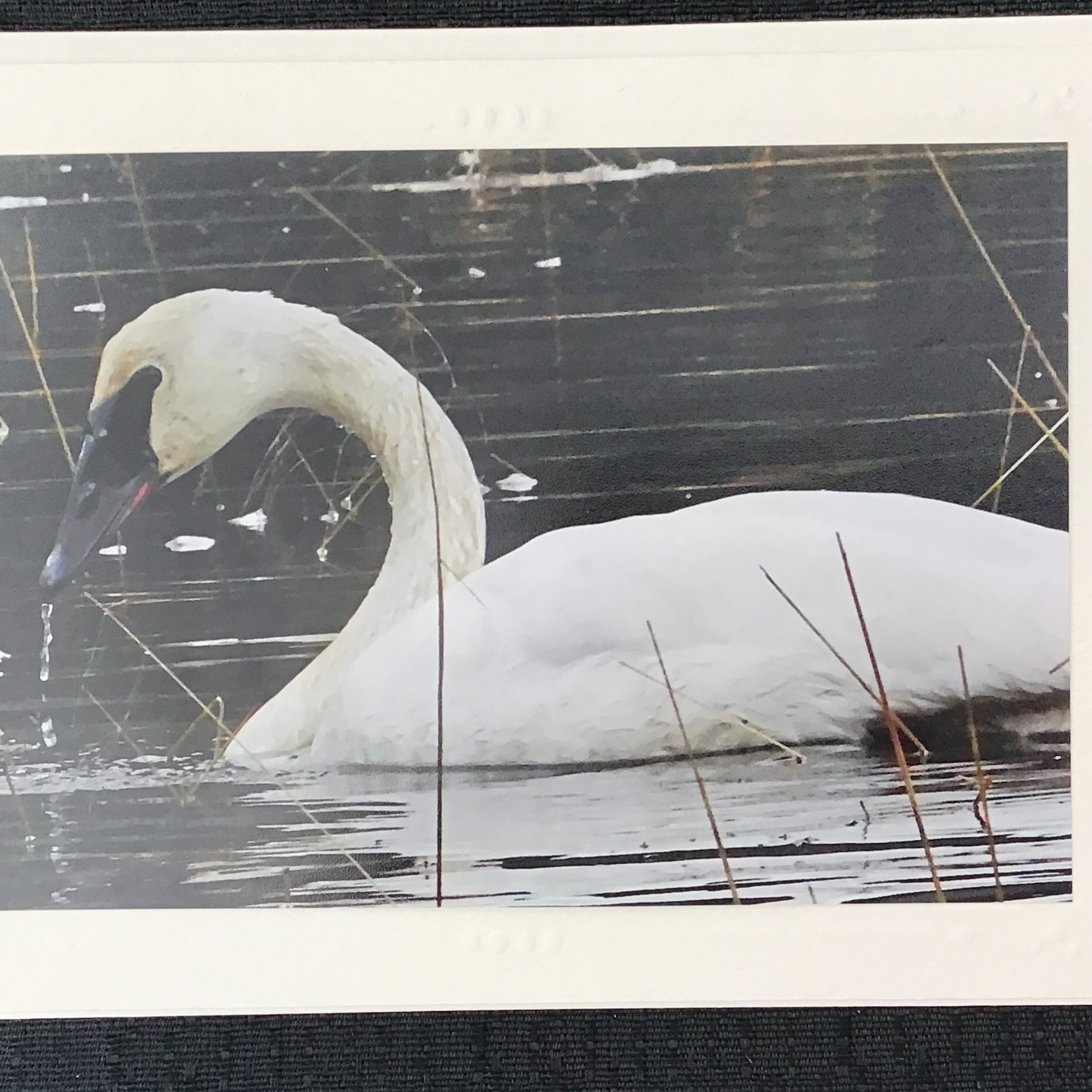 Greeting Card Swan photo