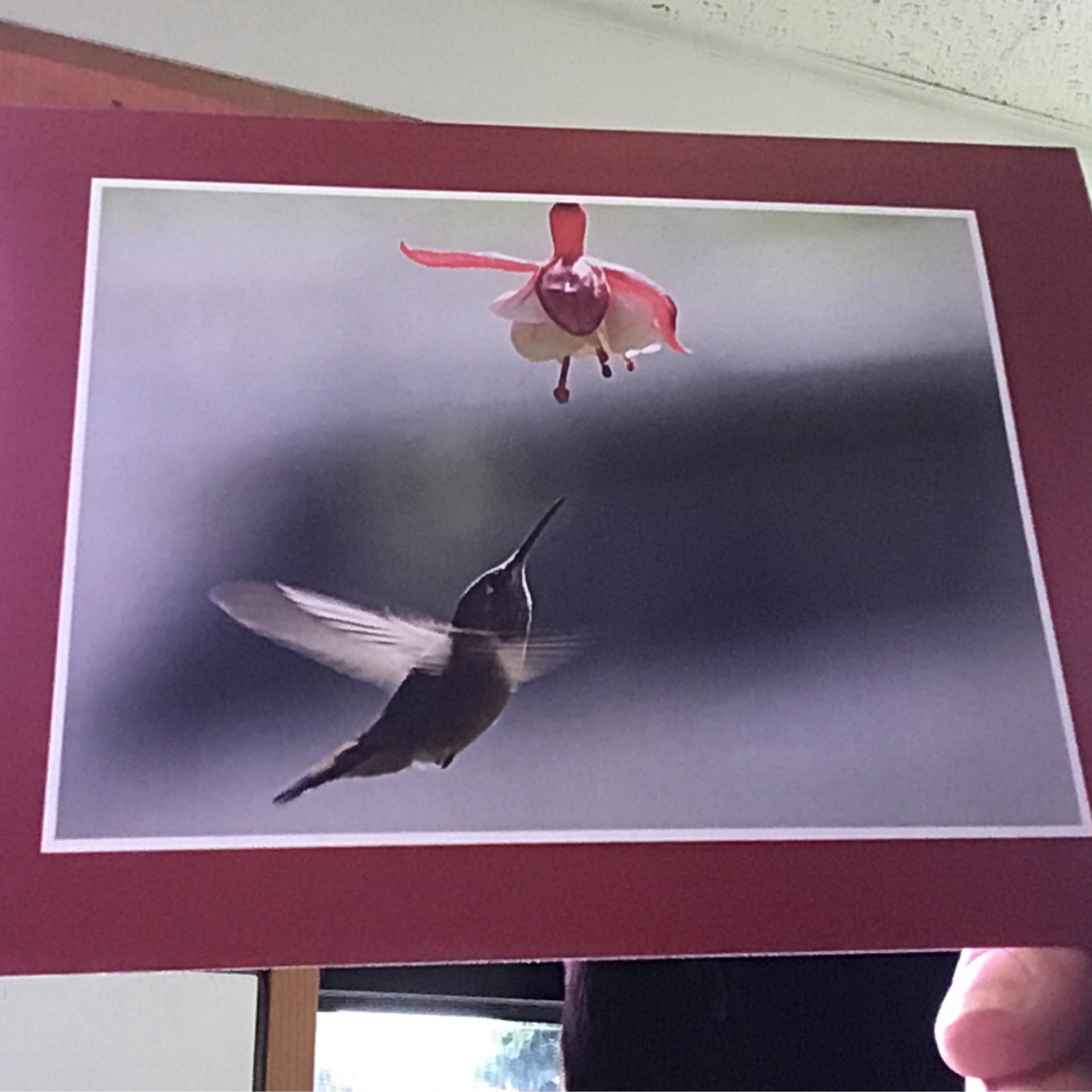 Greeting Card- Hummingbird & Hanging Flower